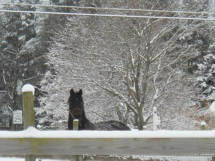 A dark horse looking over a snow-covered fence in winter